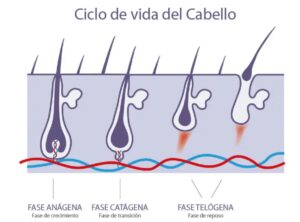 Ciclo de vida